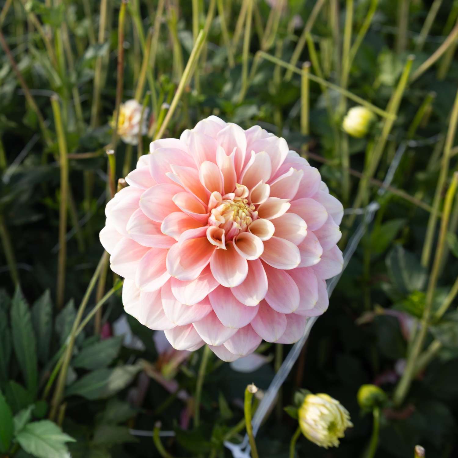 Dahlia 'Giovanna'